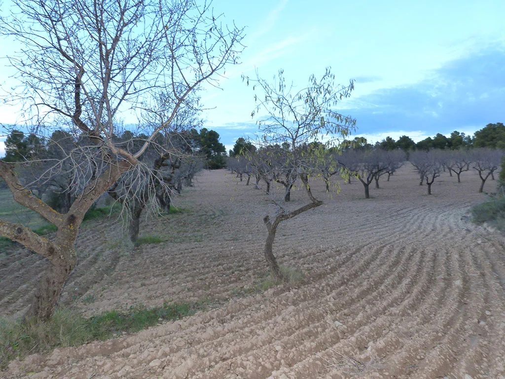 Finca de almendros de una hectárea en Matarraña