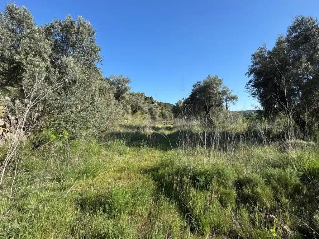Finca rústica de olivos junto al río Matarraña