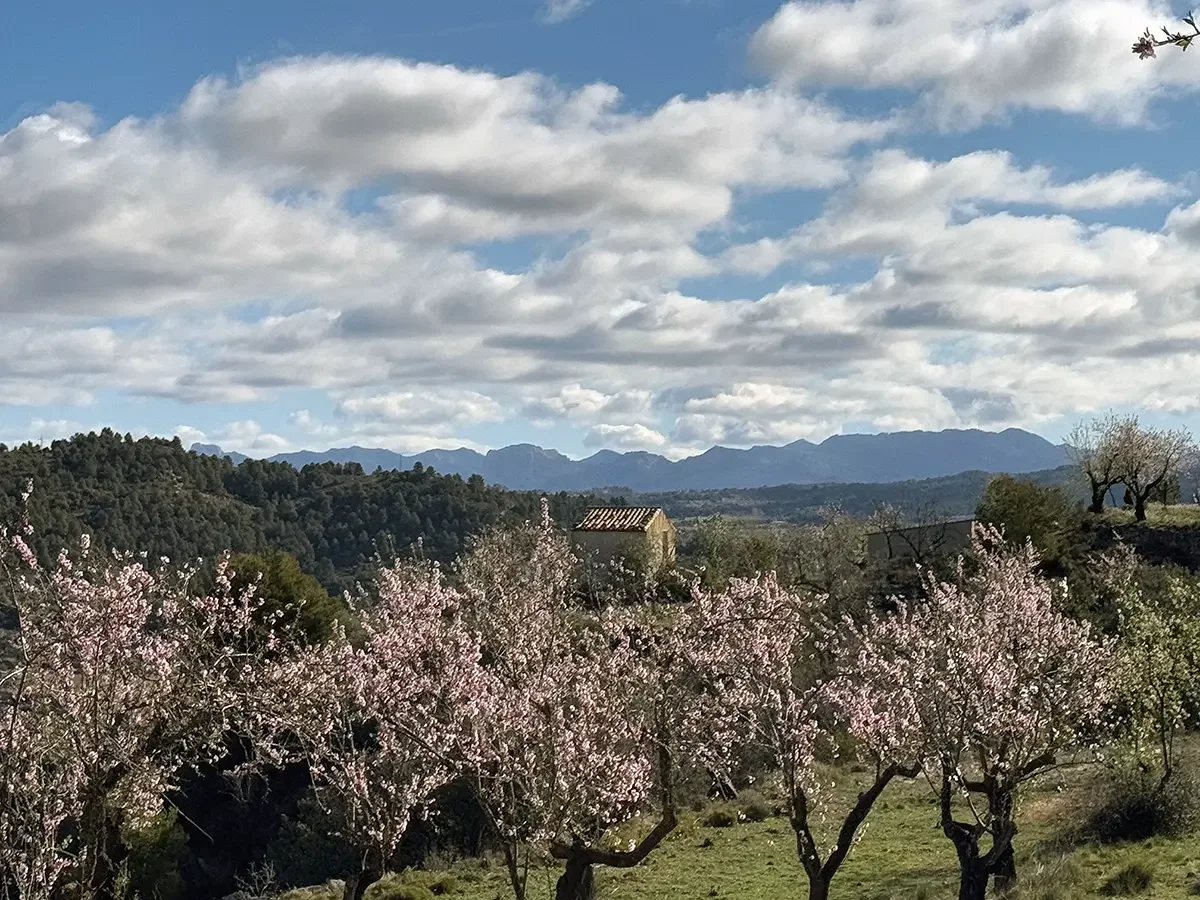 Rustic almond farm near Valderrobres