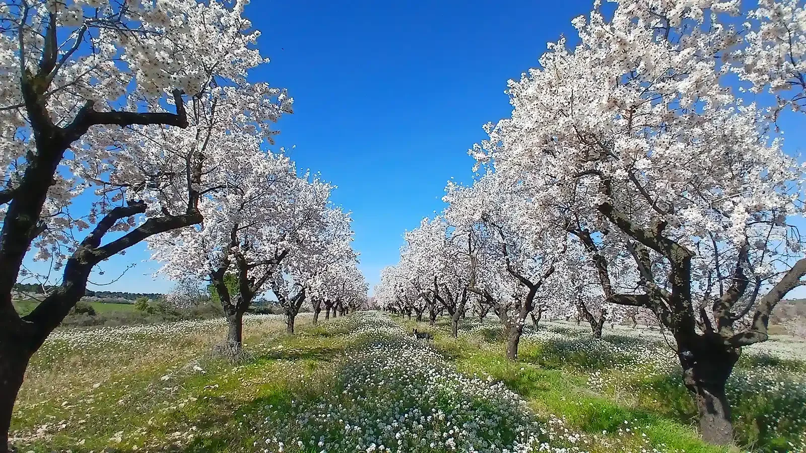 Almond orchard with well and outbuilding