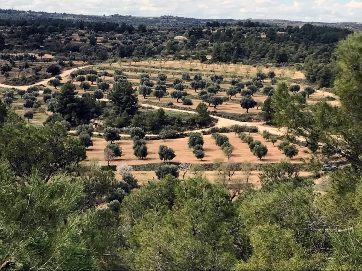 Finca productiva de 13 ha de olivos y almendros