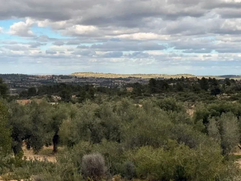 Finca rústica productiva con potencial legal