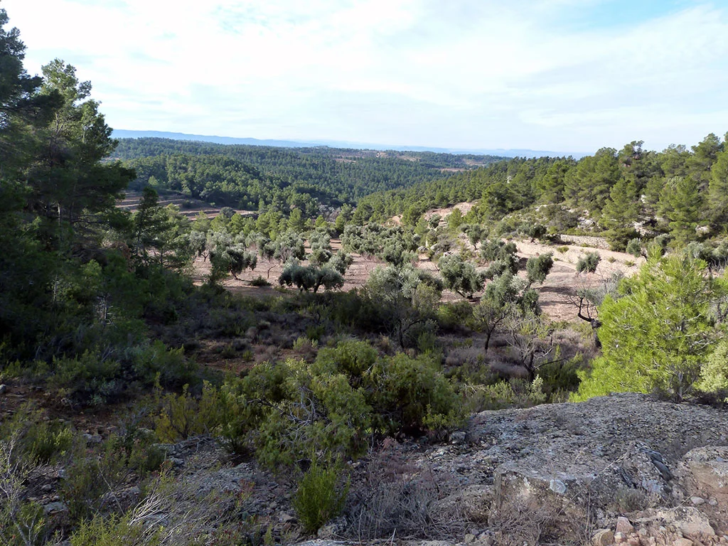 Finca rústica soleada con olivos