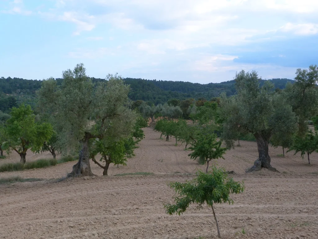 Finca rústica de olivos cerca de Valjunquera