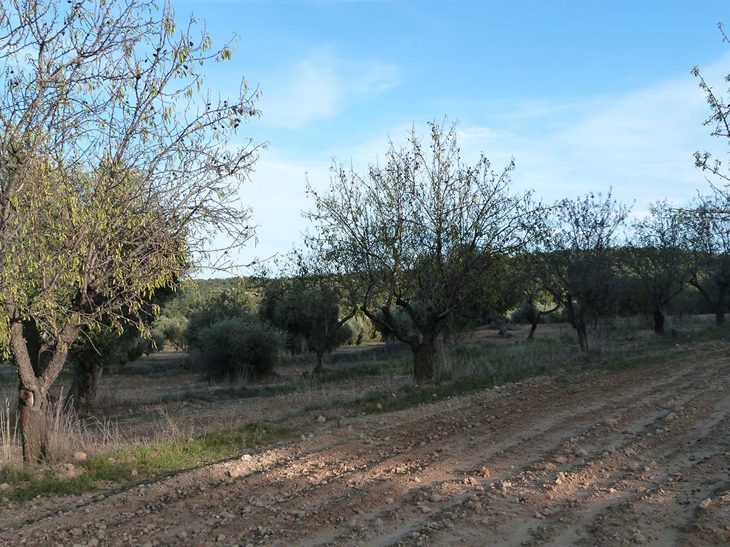 Terreno rústico cerca de Valjunquera, 12.000 m²