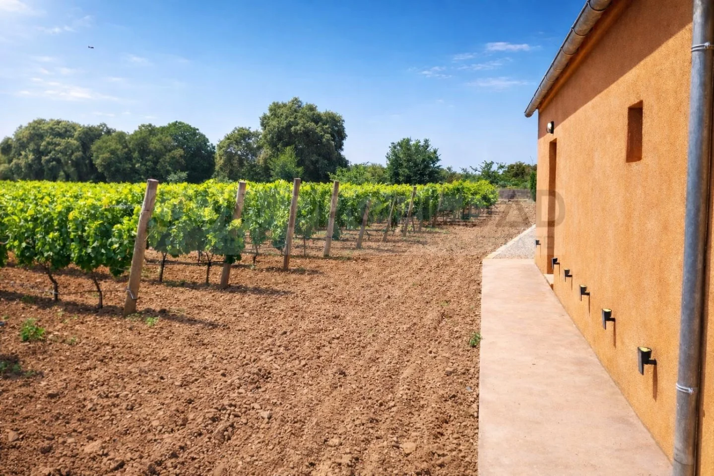 Finca vitivinícola con 13.599 m² de viñedo