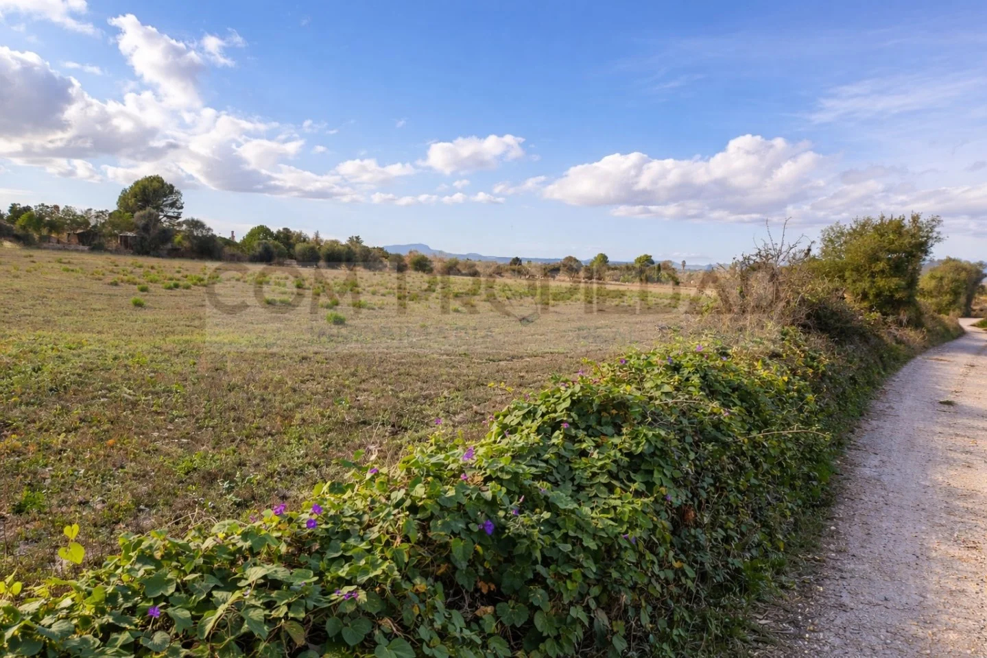 Large rural plot near Manacor