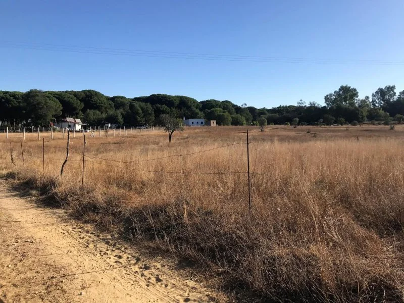 Rustic land near Almonte, 8,500 m²