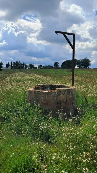 Rural olive finca in Almonte