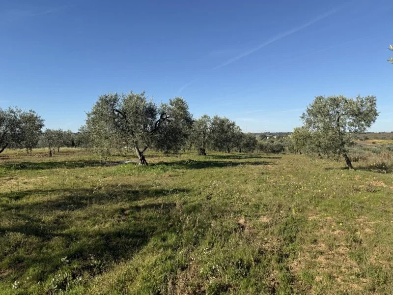 Productive olive grove near Bollullos