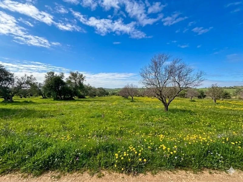 Rustic olive grove near Bollullos