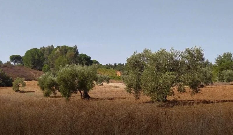 Rustic estate with 71,056 m²