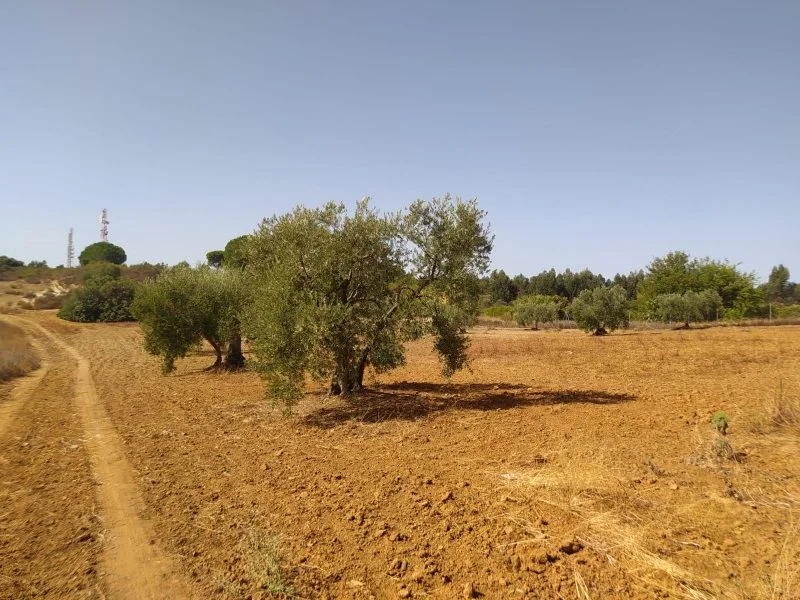 Irrigated rural land near motorway