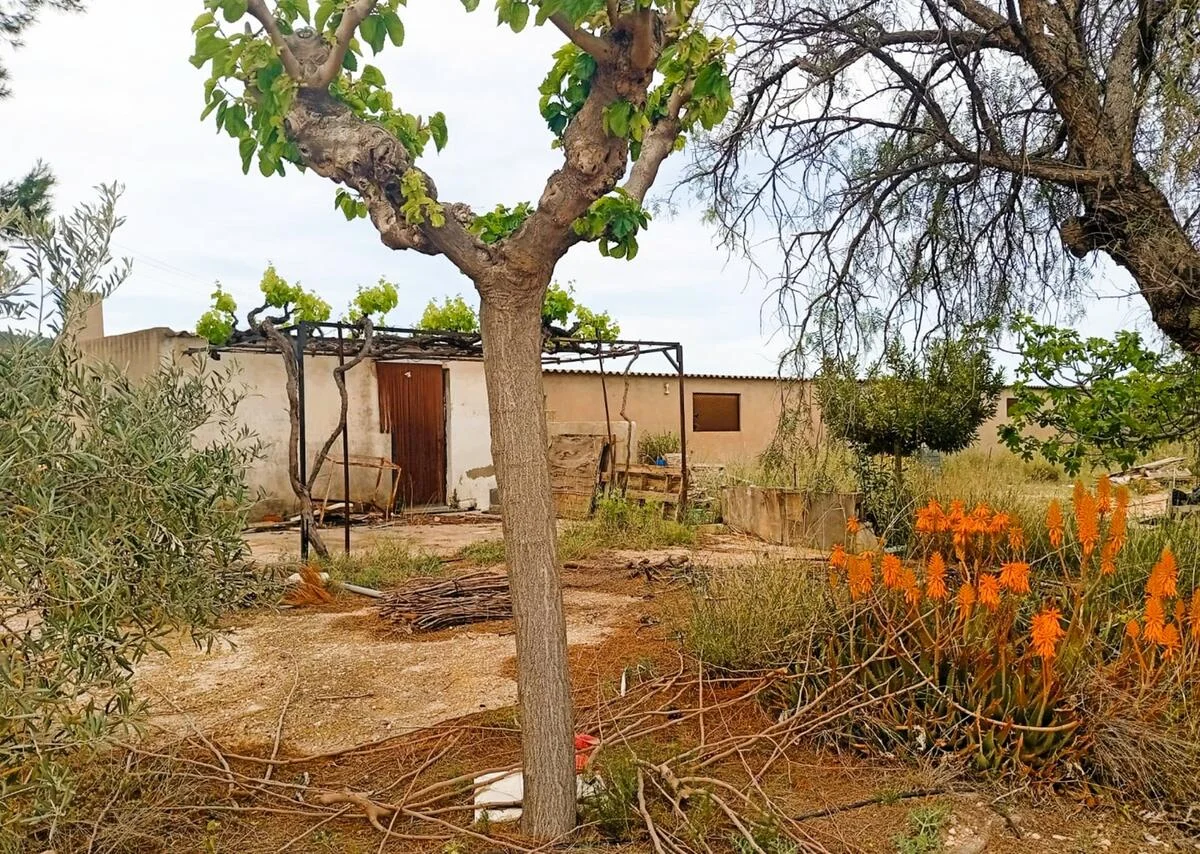 Nave rural legalizada con olivar