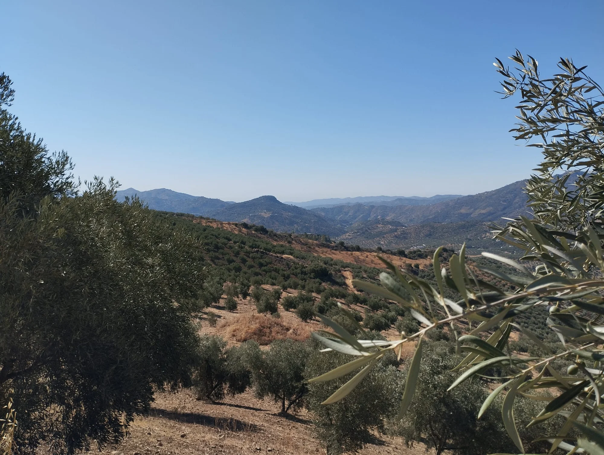 Productive olive finca near Viñuela