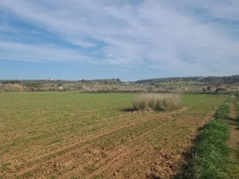 Parcelas rústicas en Algaida con pozos