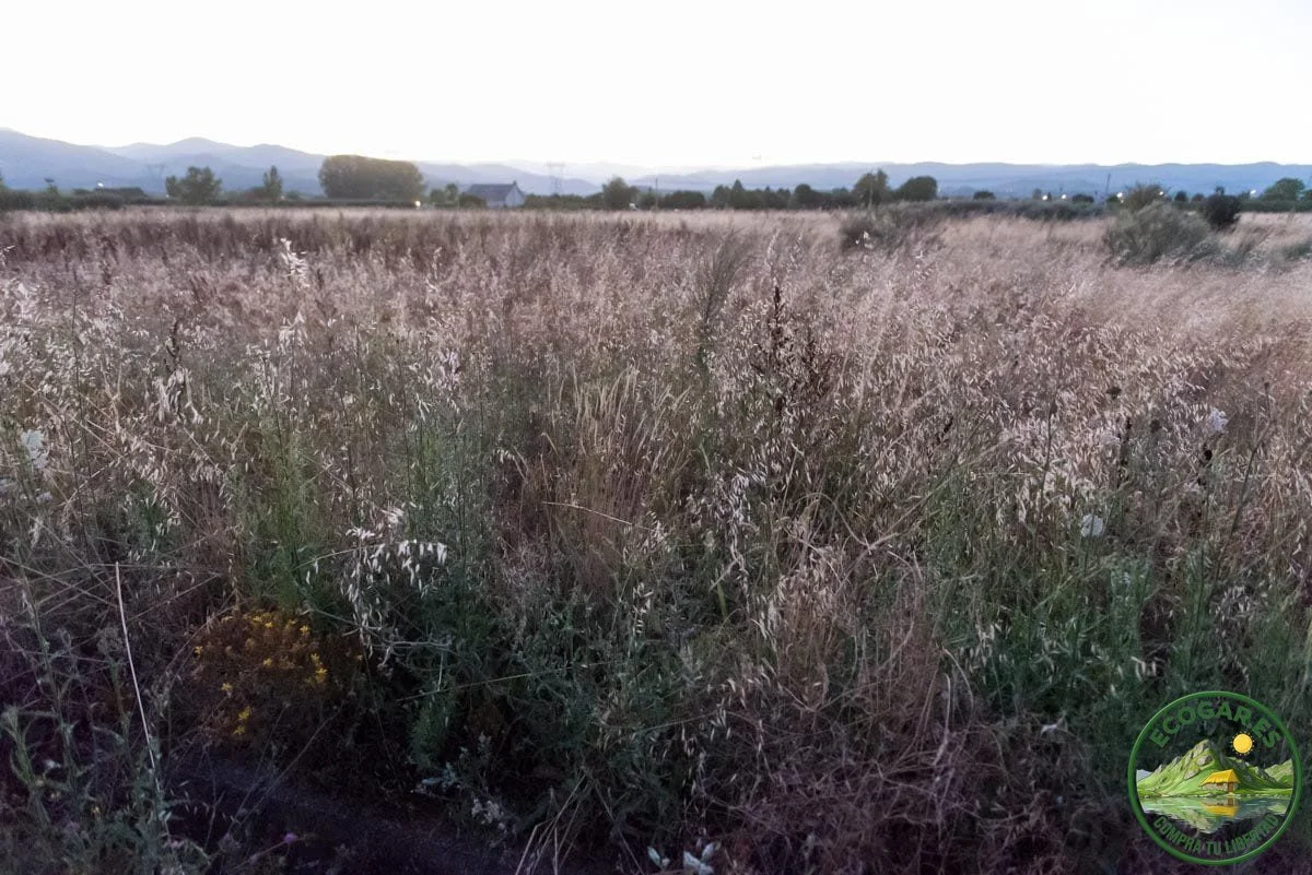Fertile irrigated farmland near Carracedelo