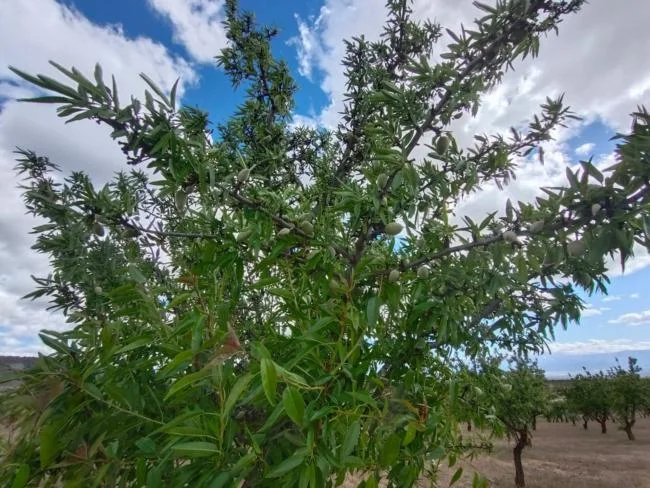 Large flat plot near Guadix