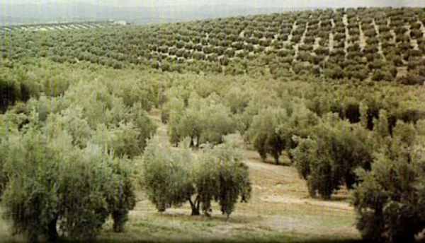 Olive and almond farm with machinery