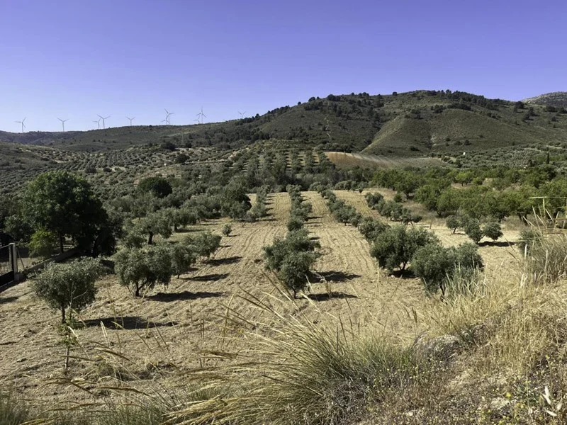 Padul dry-farmed plot with olive grove