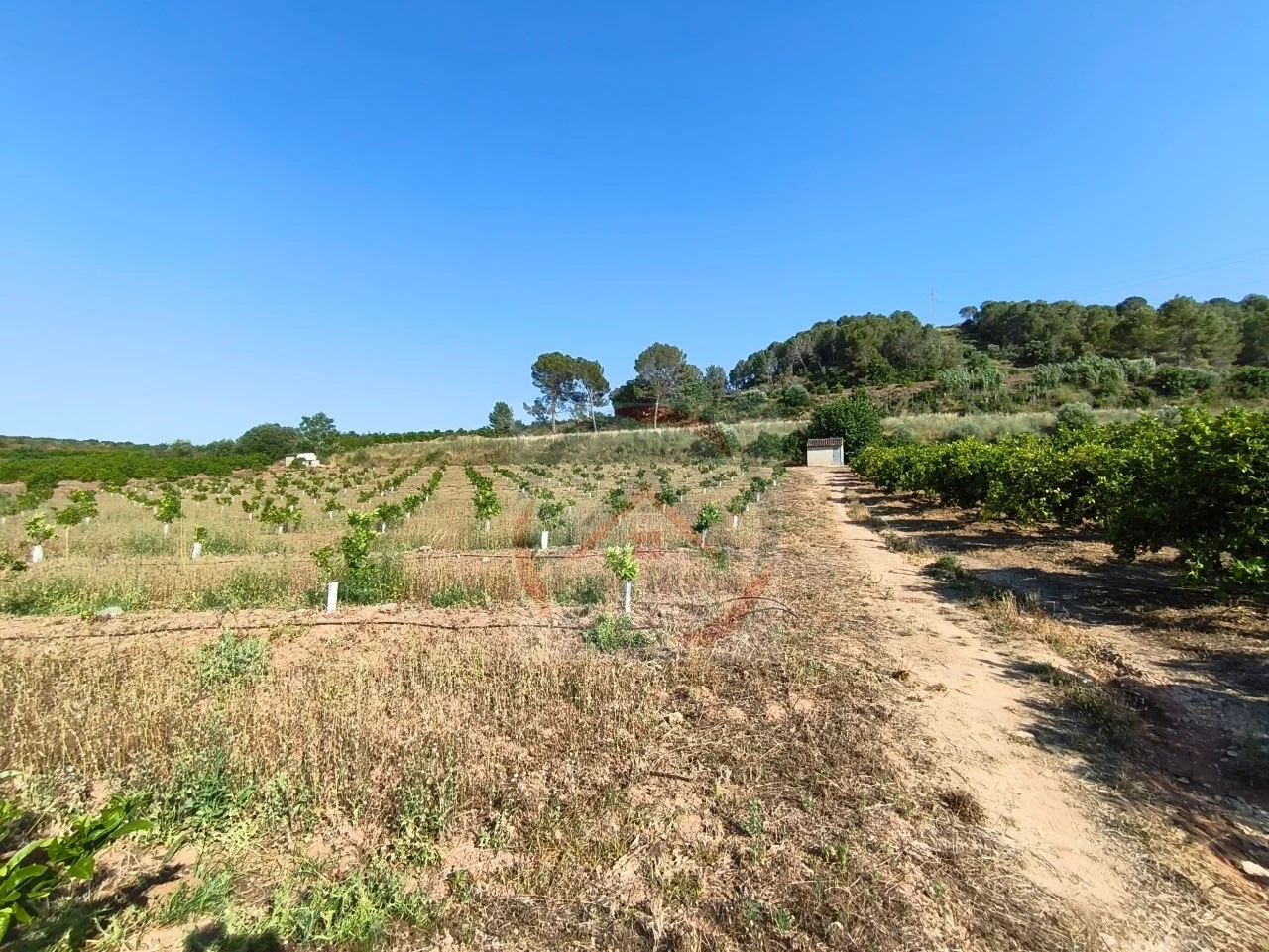 Productive irrigated citrus farm near Genovés