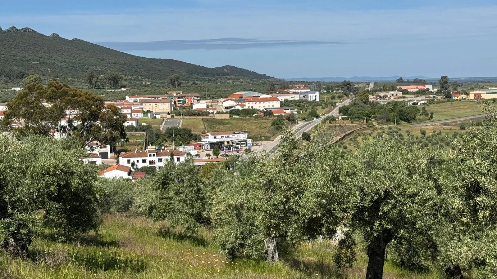 Rural olive grove with 80 trees