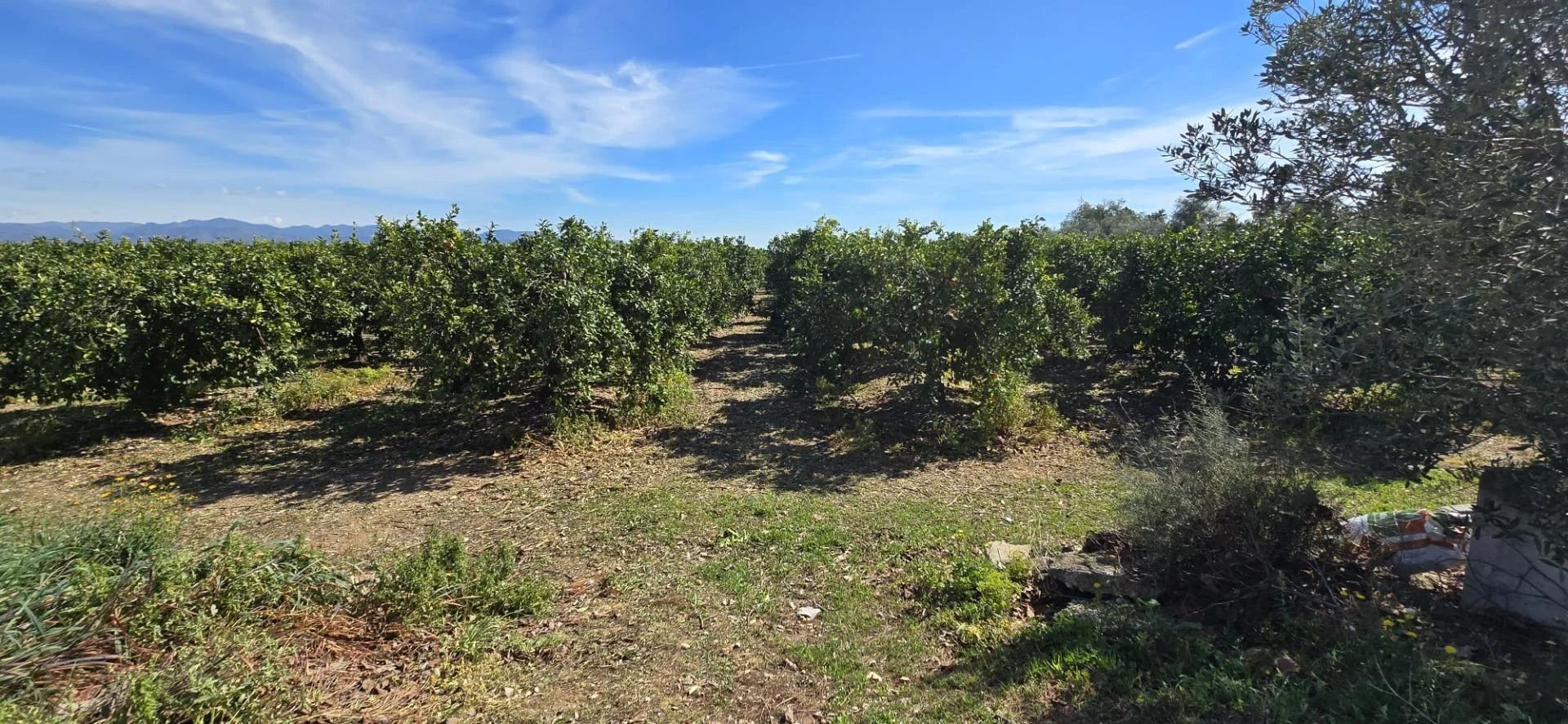Productive orange grove near Llíria