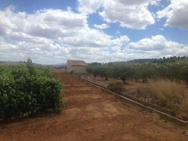 Rural agricultural plot with tool shed