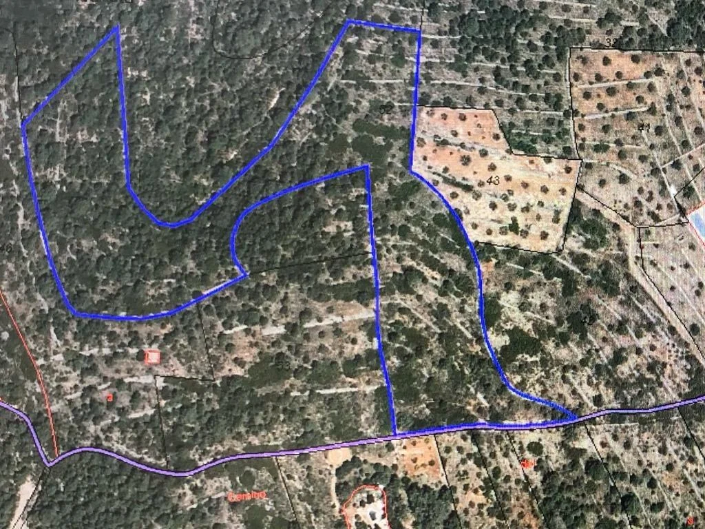 Rural olive plot near Chella