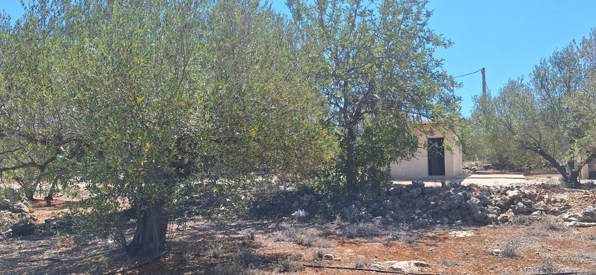 Olive grove land near Chella