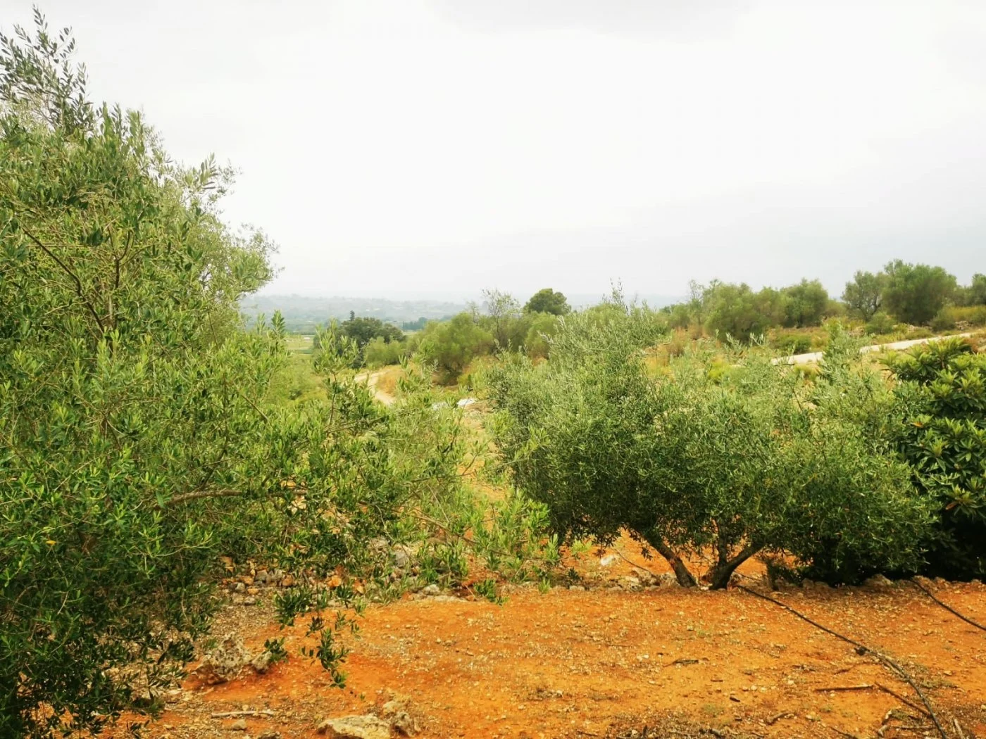 Rural land near Anna with olives
