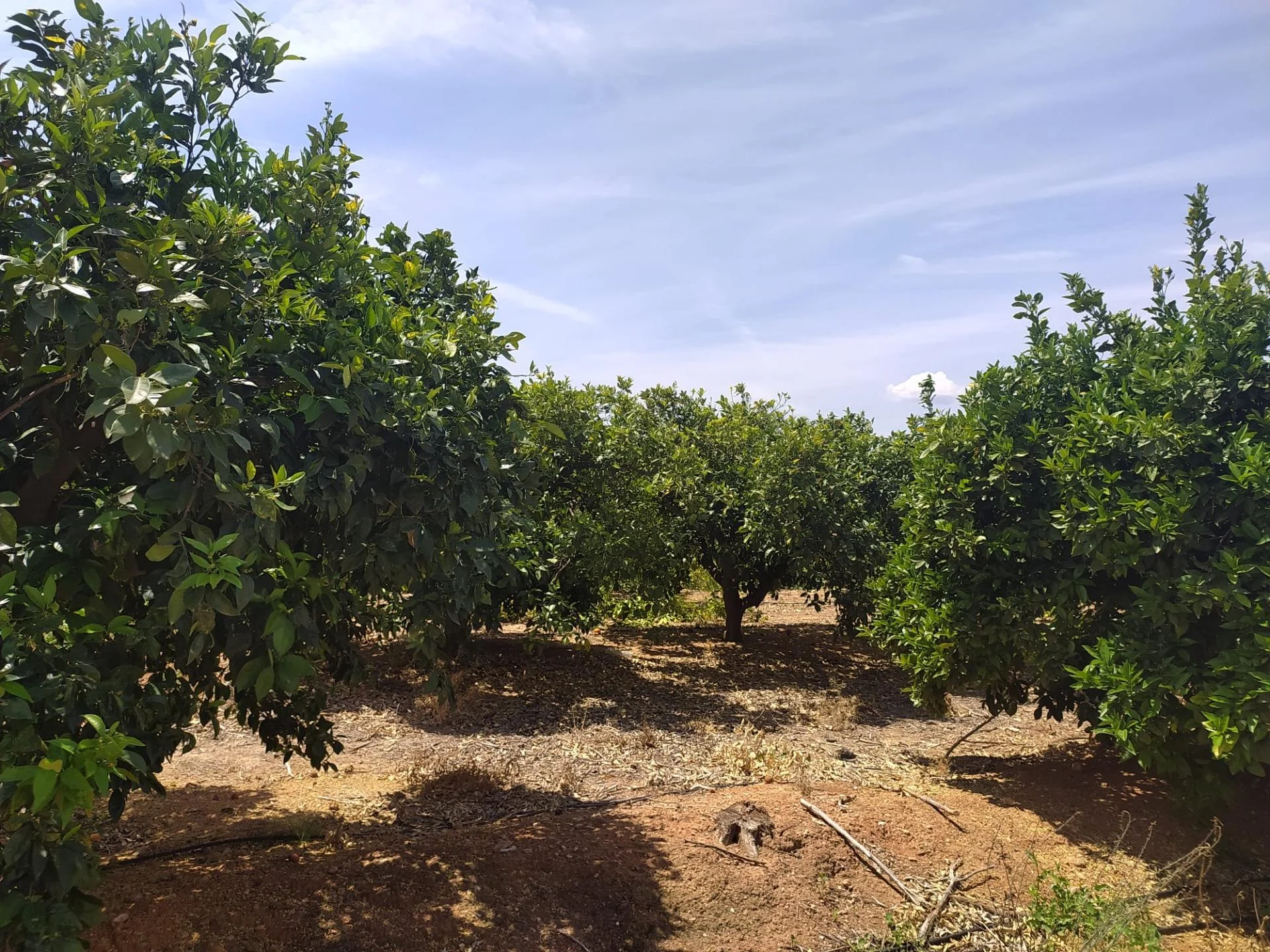 Productive Navelina orange grove near Anna