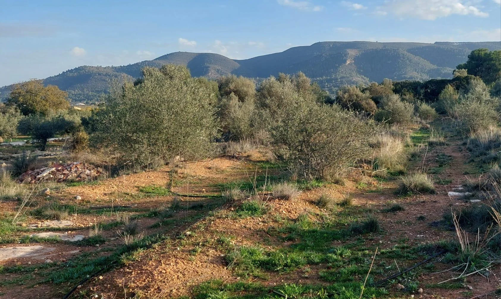 Rural Anna plot with irrigation setup