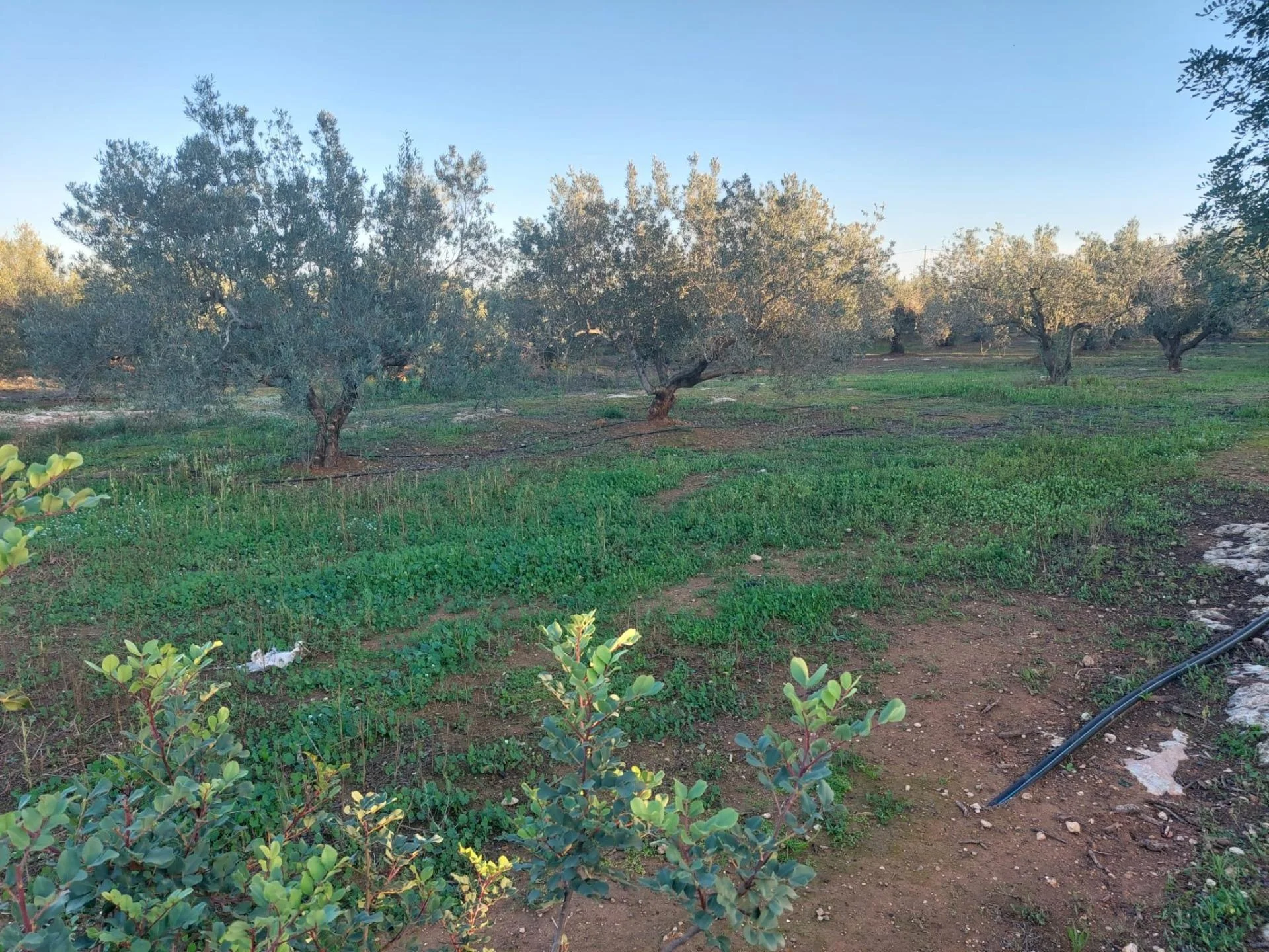 Productive olive grove near Anna