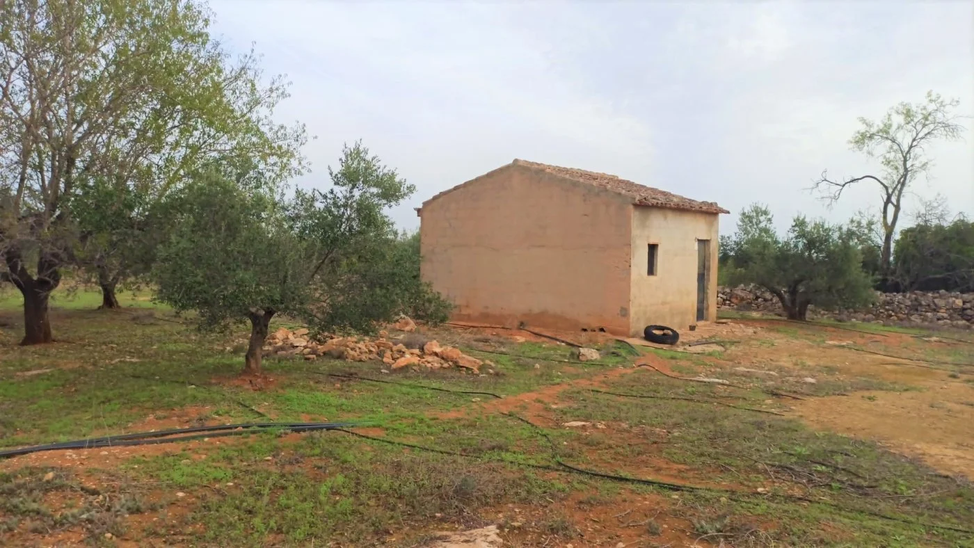 Productive olive land with tool shed