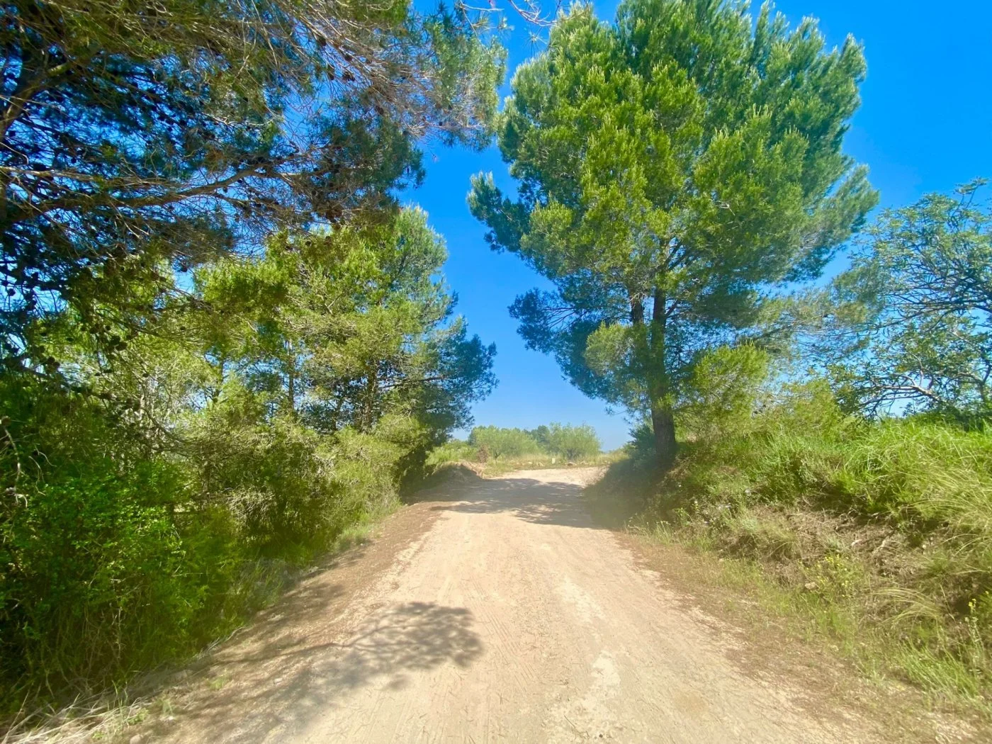 Rural plot near Navarrés, 9,185 m²