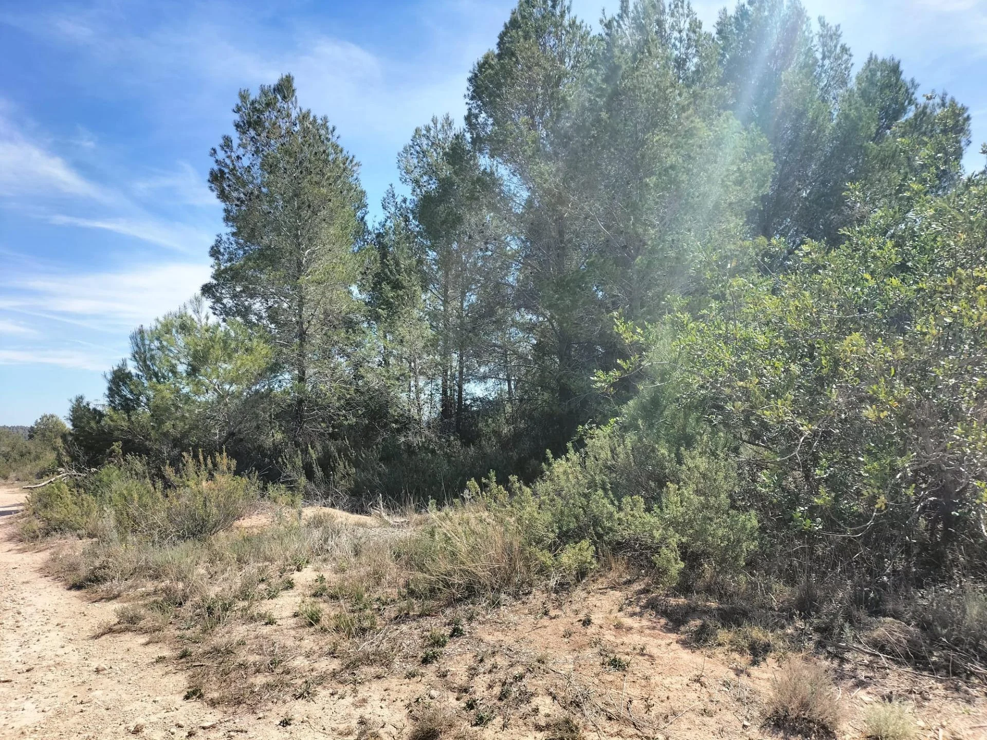 Large rural land parcel near Navarrés