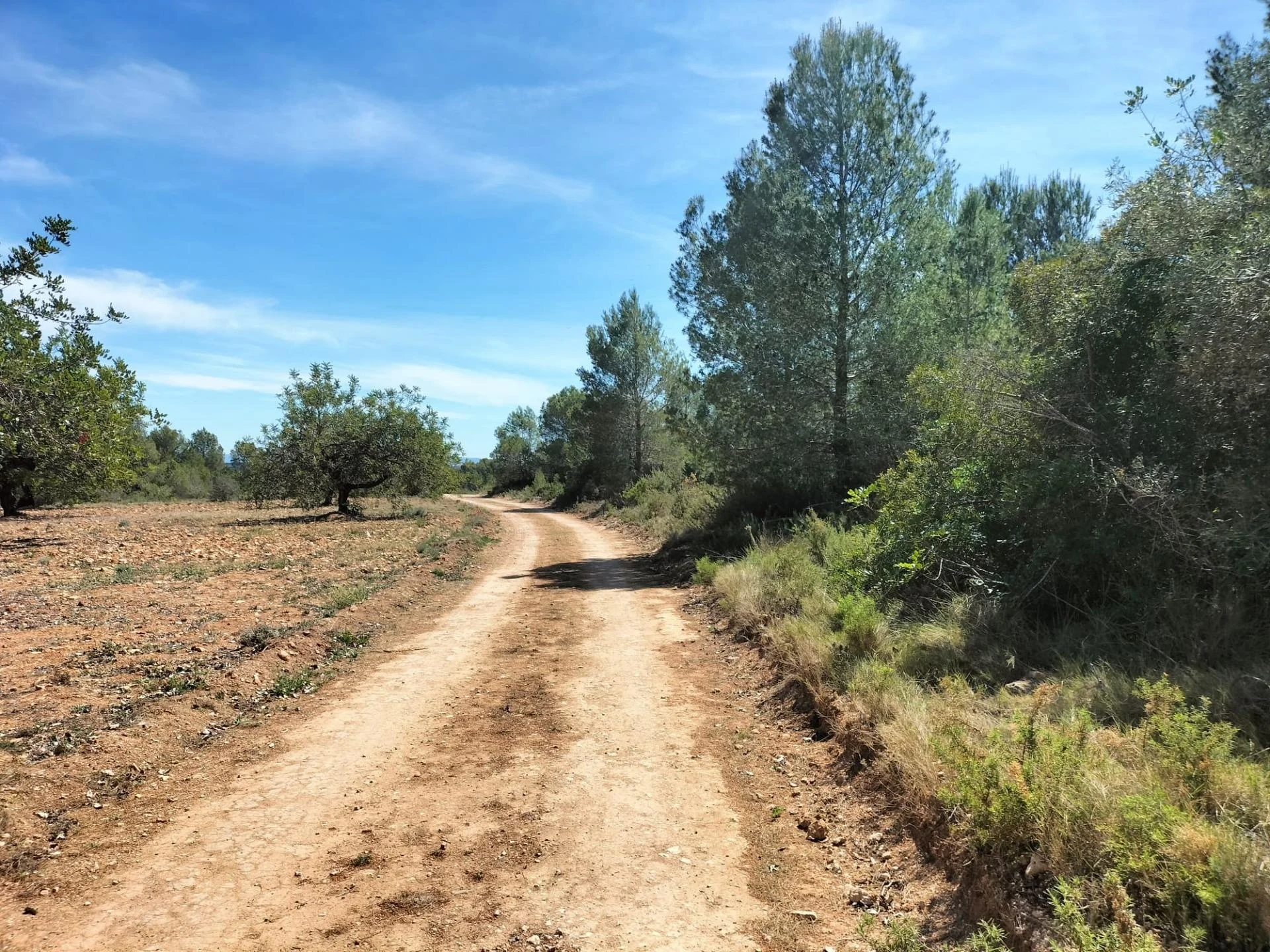 Rural land near Navarrés, 15,166 m²
