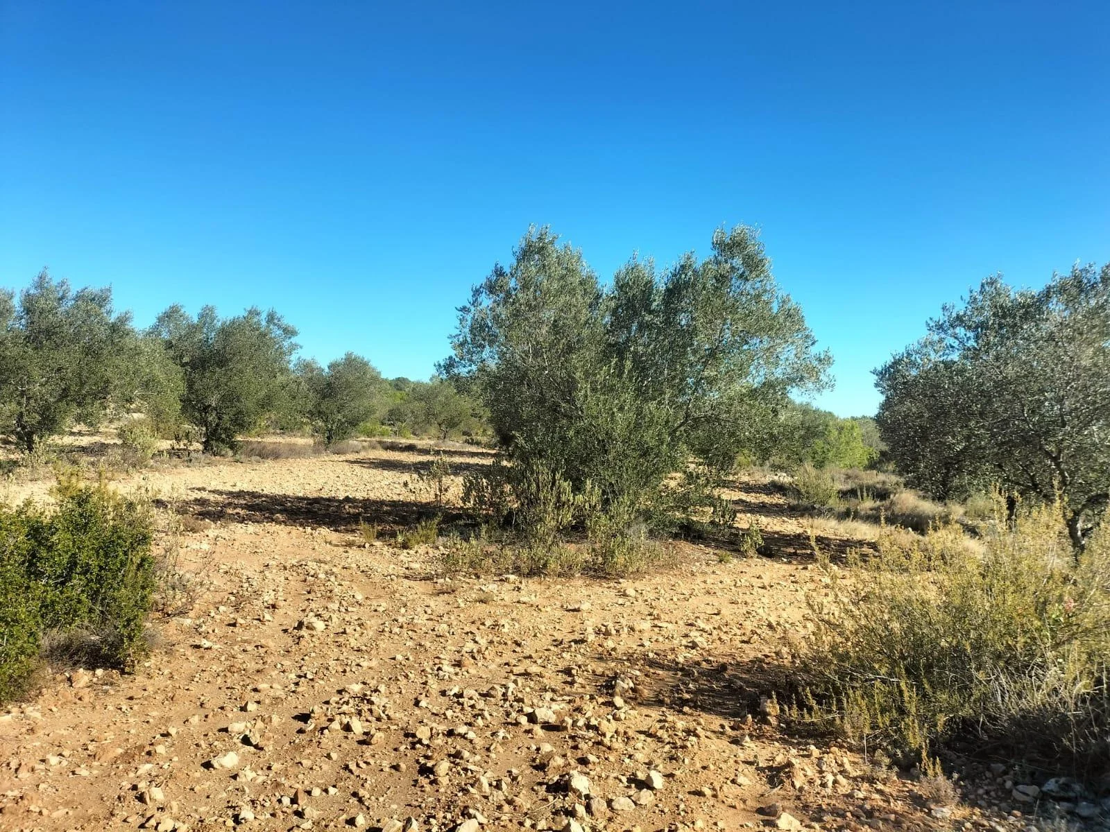 Rustic land near Navarrés, 11,663 m²