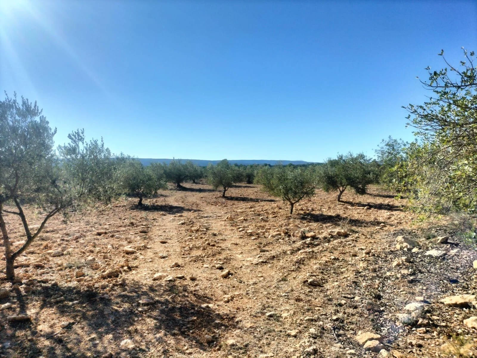 Rustic land near Navarrés, olive grove