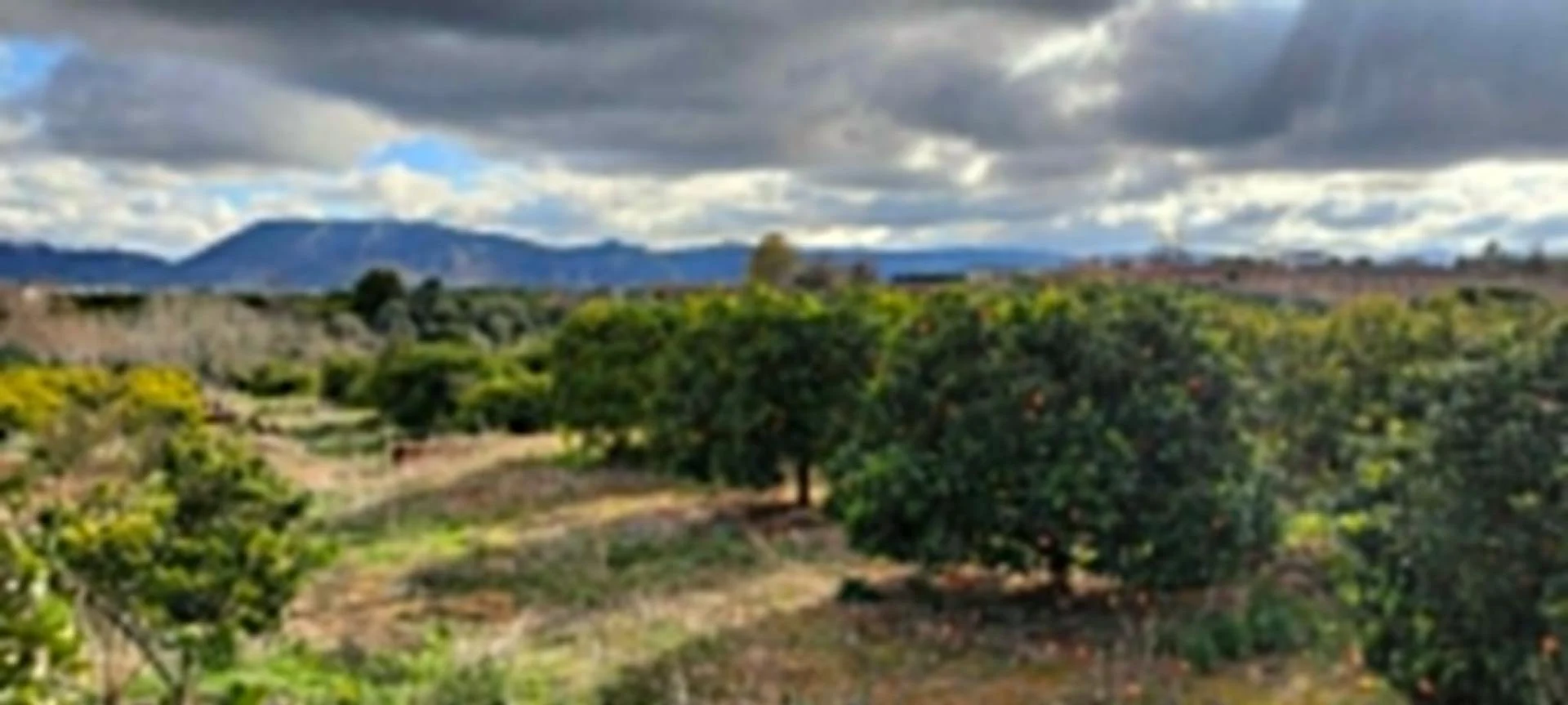 Rural orange grove with irrigation