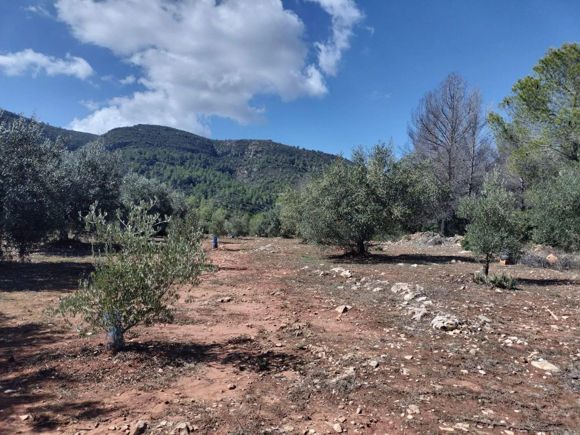Rural land near Xativa with olive trees