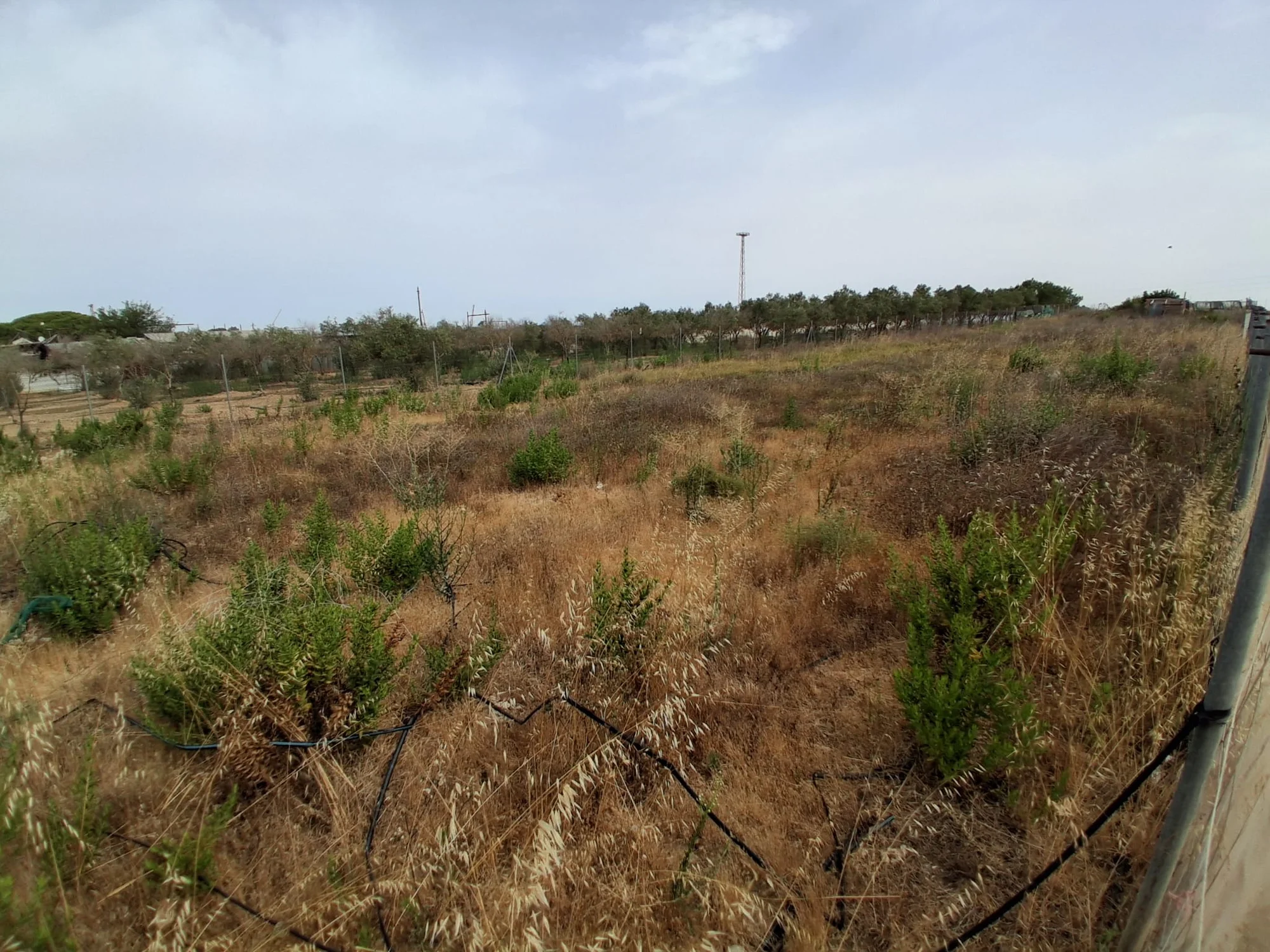 Rustic Pinar plot with 3,600 m²