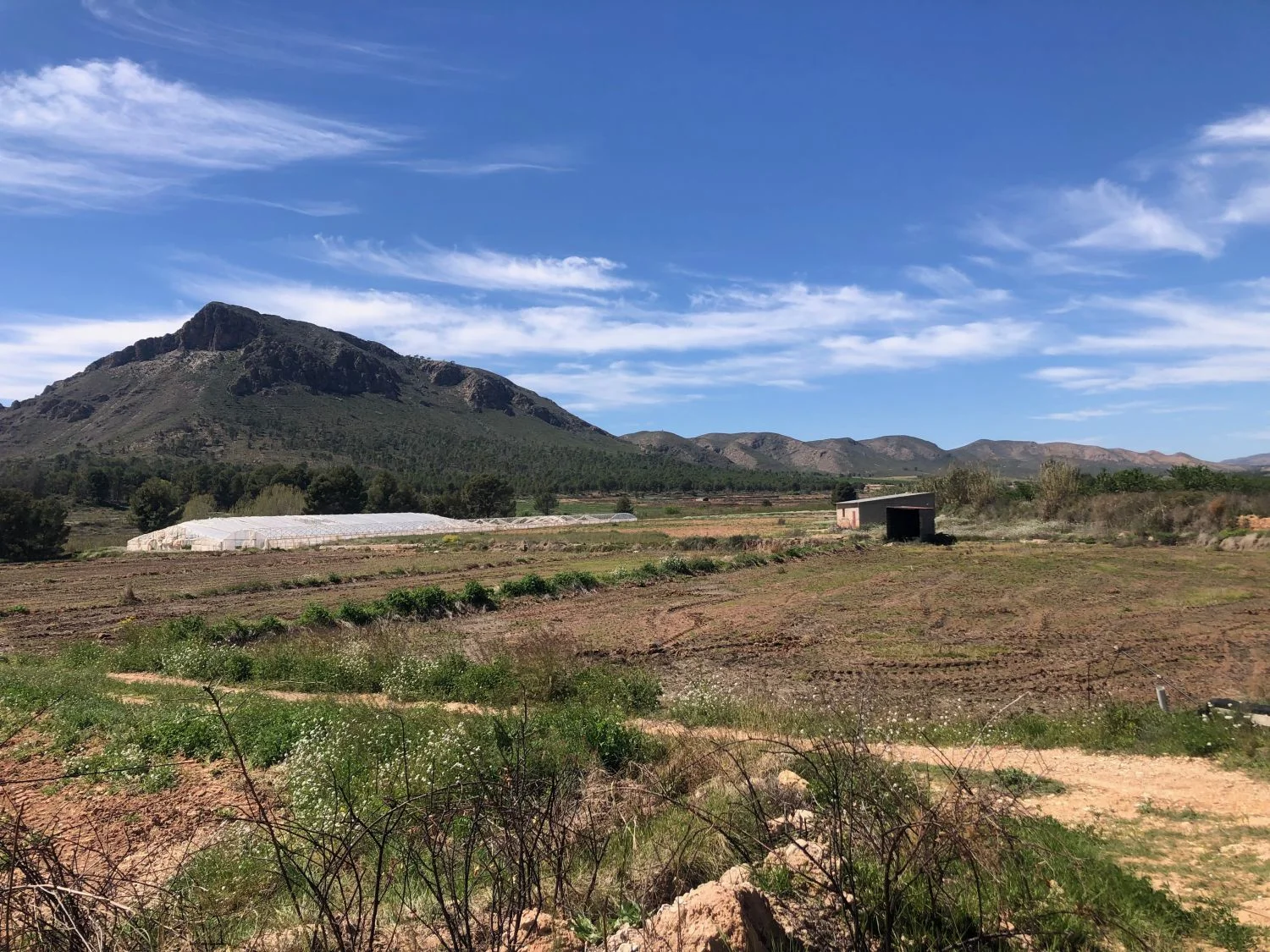 Irrigated rural finca near Hellín