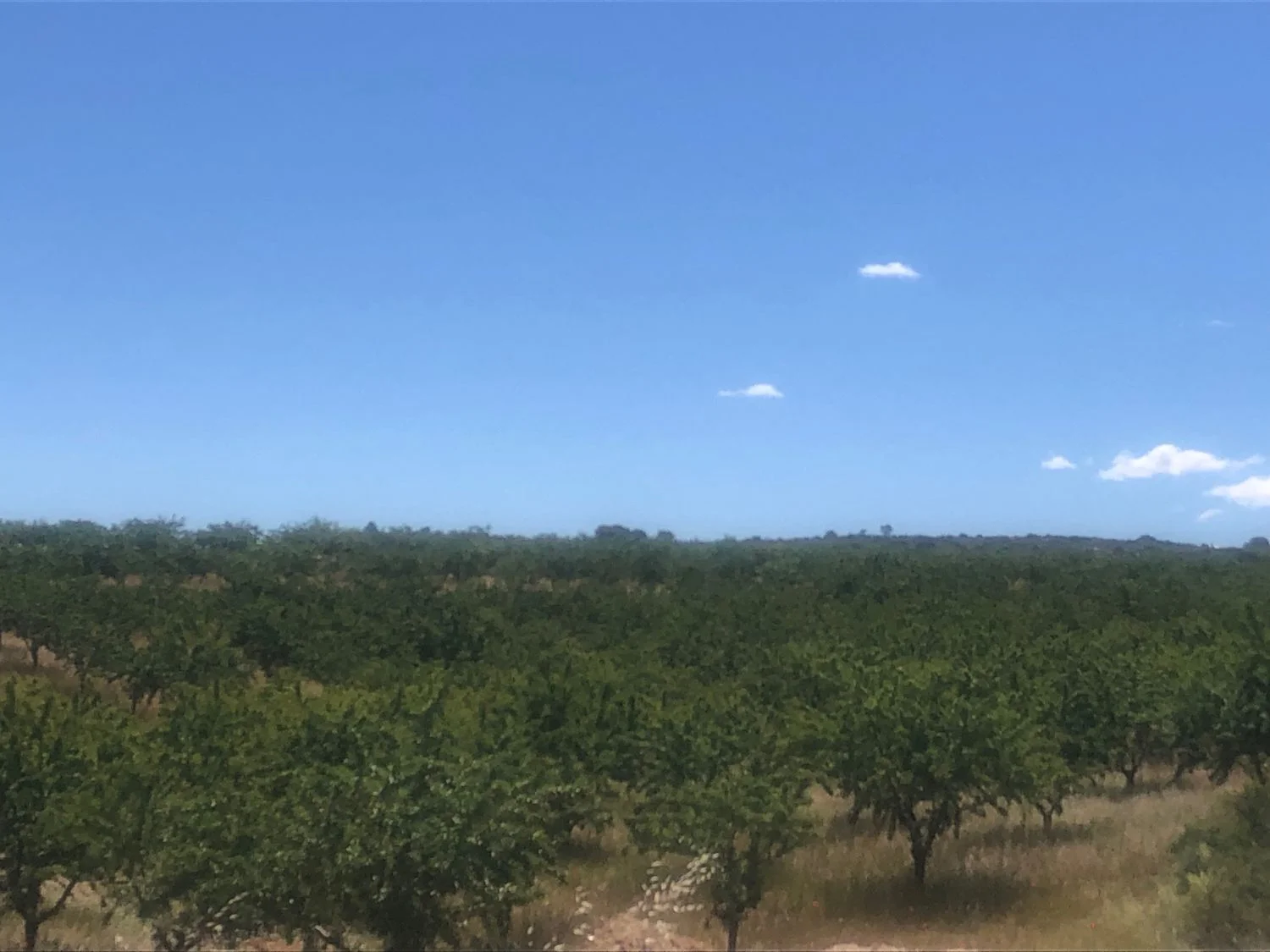 55-hectare productive almond farm