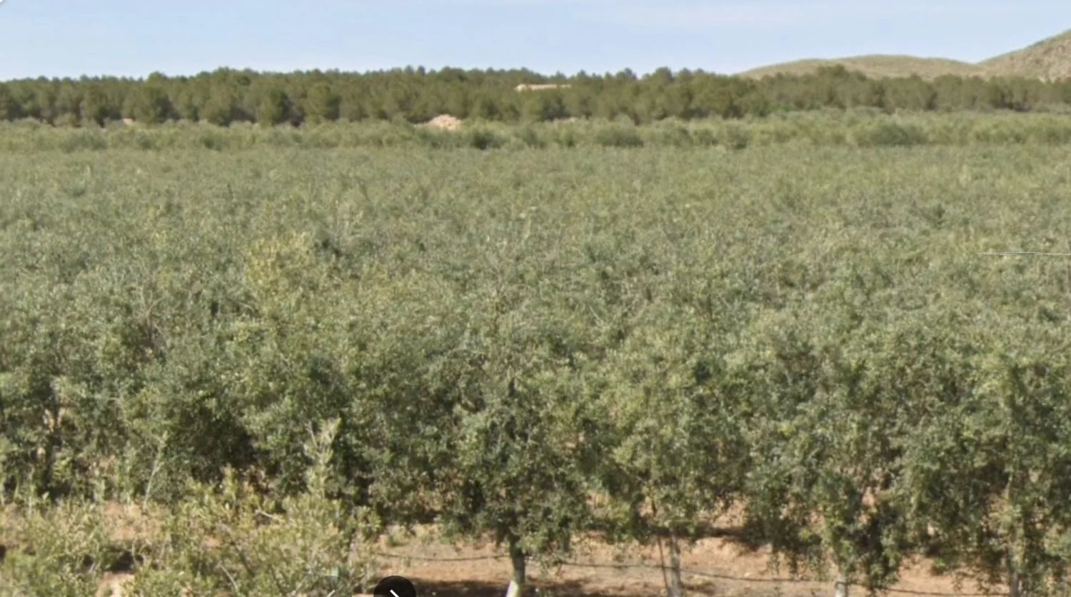 Finca olivarera regadía cerca de Hellín