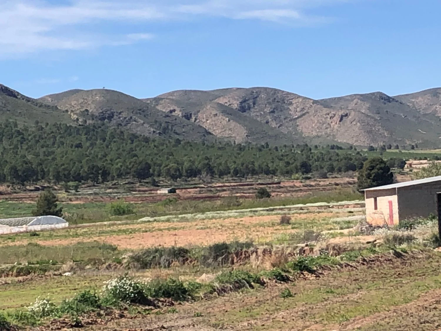 Finca rústica en Hellín con regadío