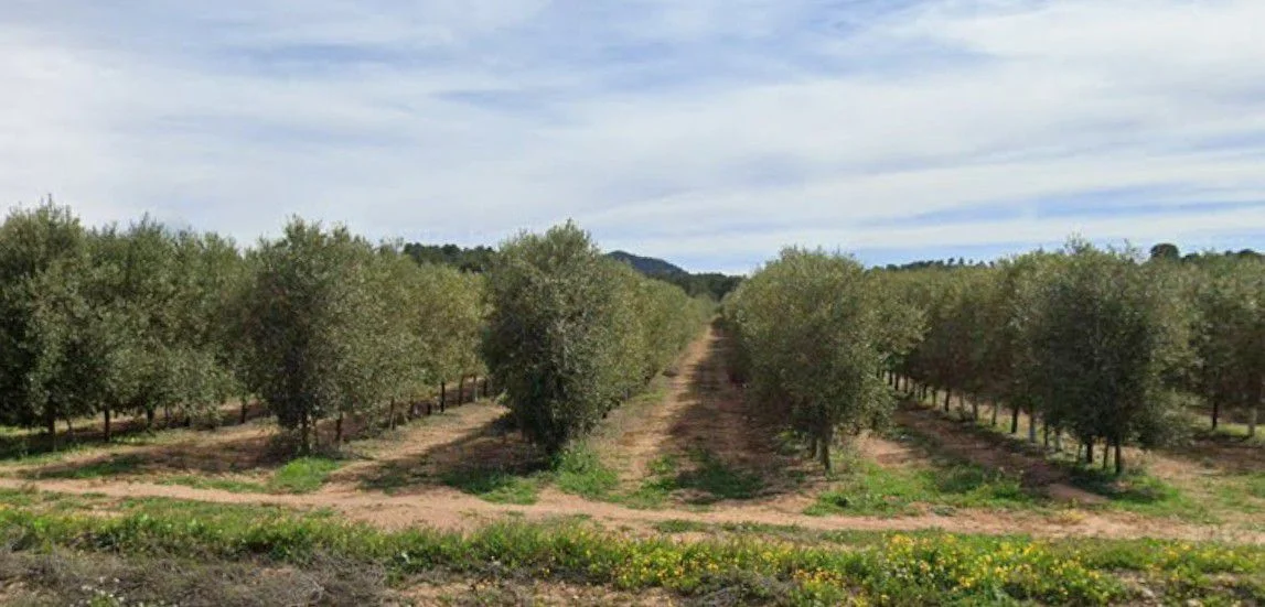 Productive olive farm near Tobarra
