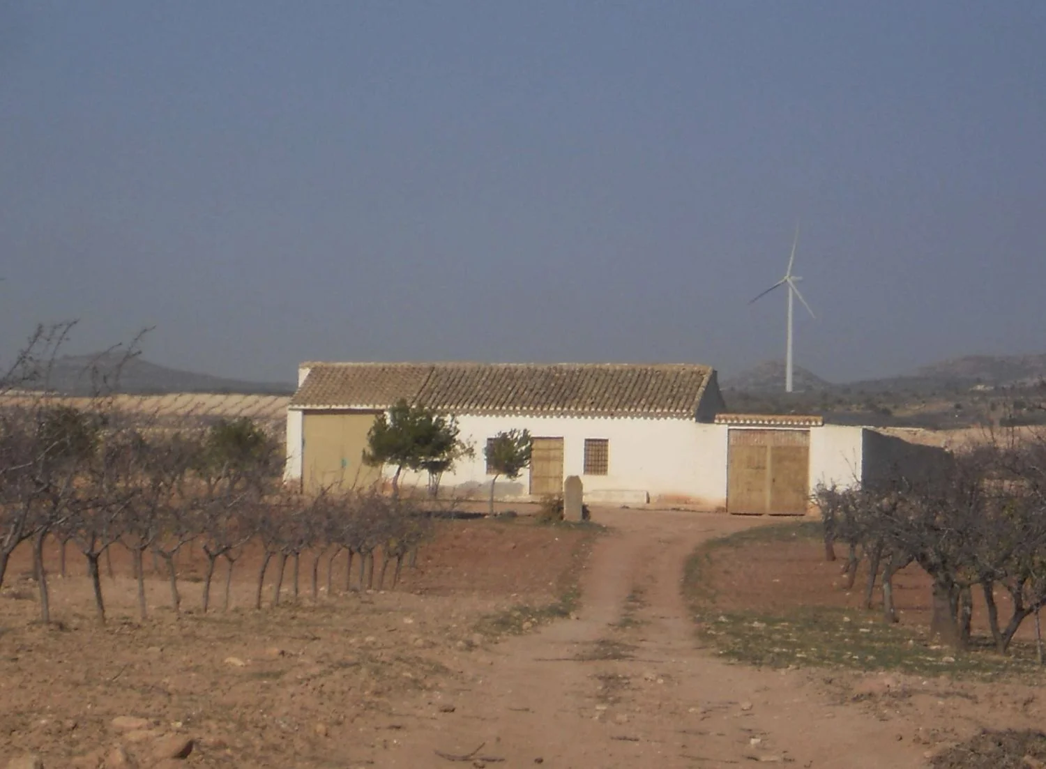Productive almond farm near Jumilla