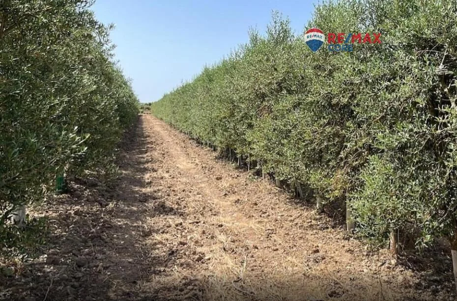 16-hectare olive farm in Alange